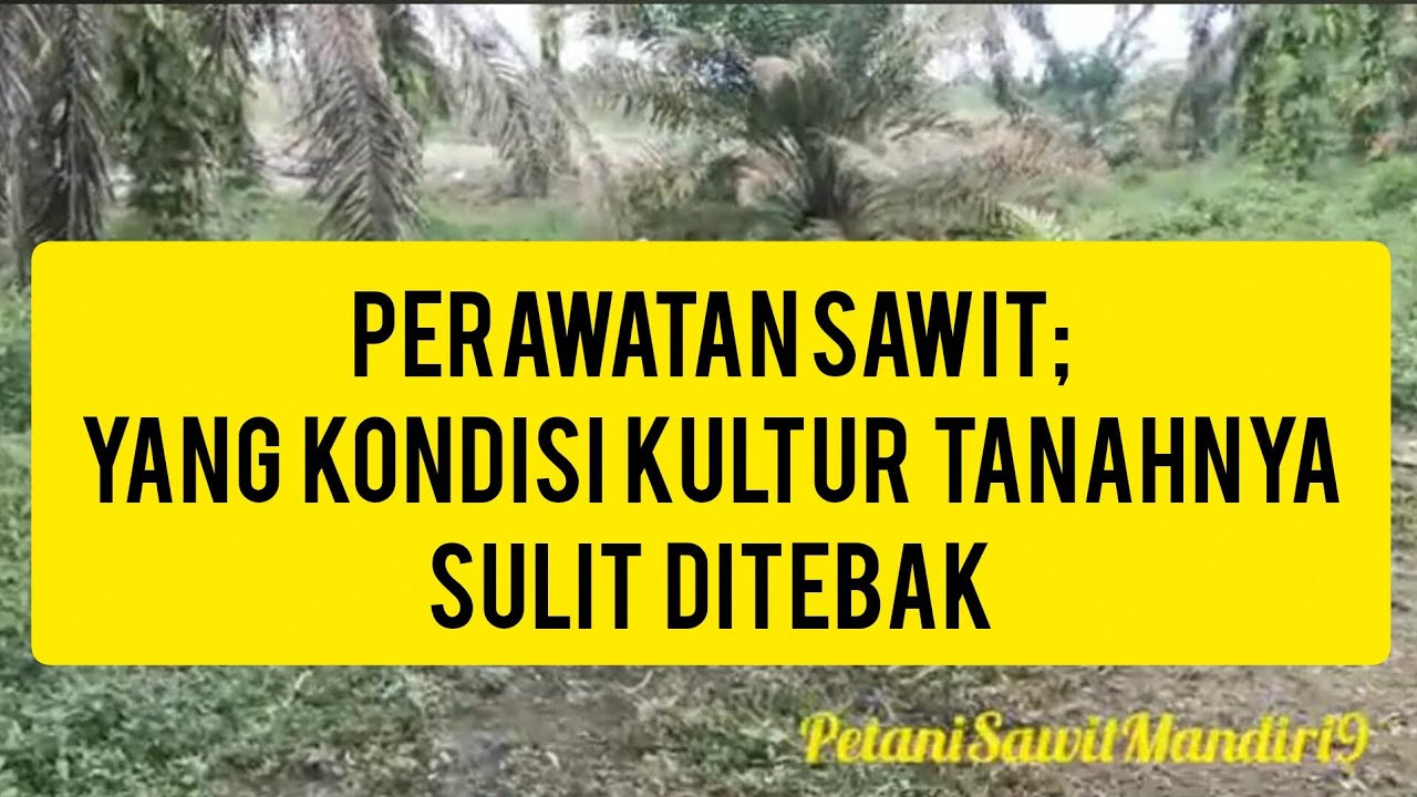 PERAWATAN SAWIT YANG KONDISI TANAH NYA TIDAK MENDUKUNG PERKEBUNAN SAWIT; TAPI KITA TETAP MENCOBA