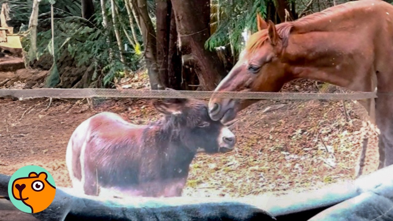 Horse Can’t Stand Donkey Brother Until He Does THIS | Cuddle Buddies