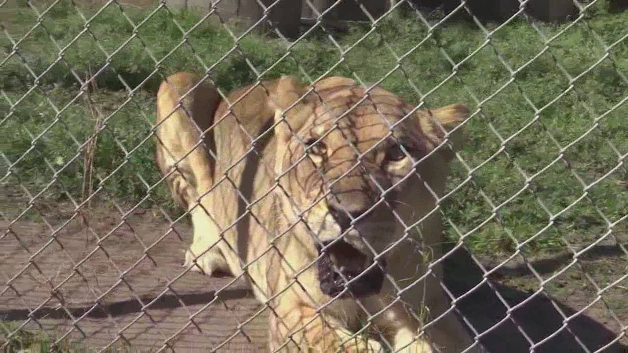 Inside the Catty Shack Sanctuary in Jacksonville
