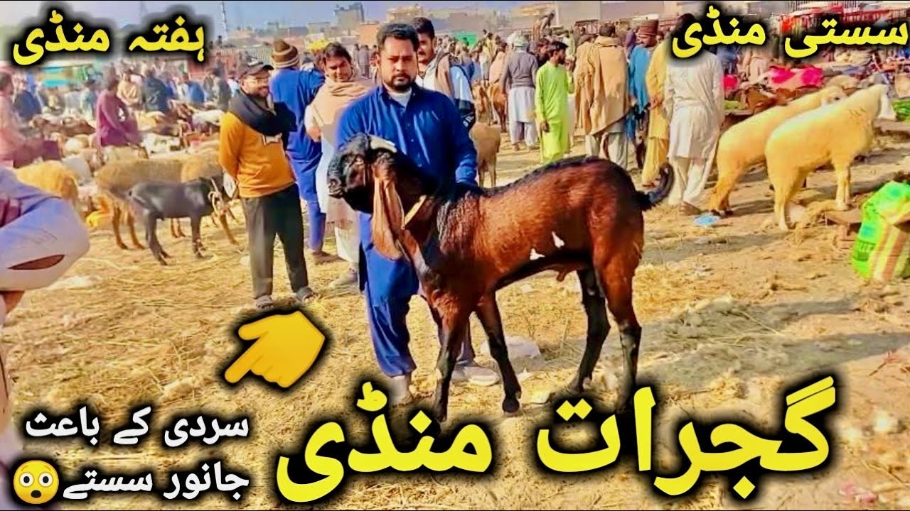 گجرات منڈی دودھ اور بچوں والی سستی ترین اور خوبصورت بکریاں || Today Lastest Update GujratMandi