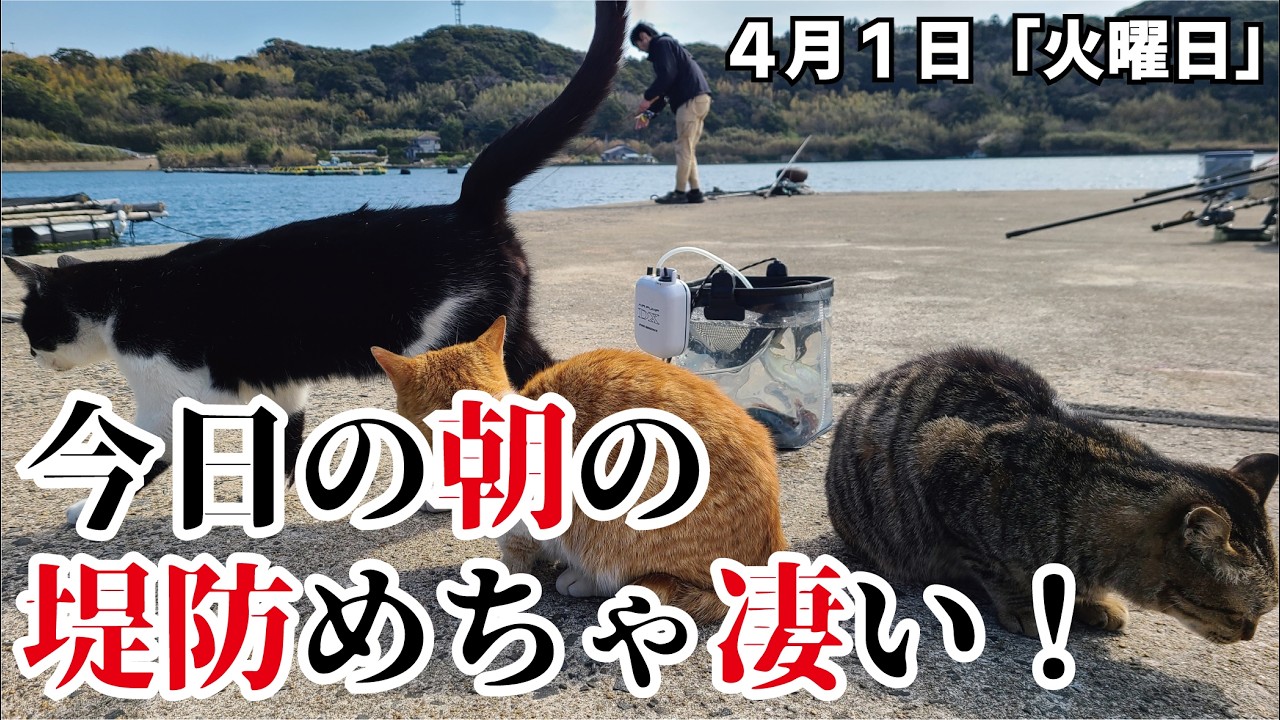 【火曜日の堤防は衝撃過ぎ】ぶっこみしたら、めちゃデカイの釣れて疲れた！！！