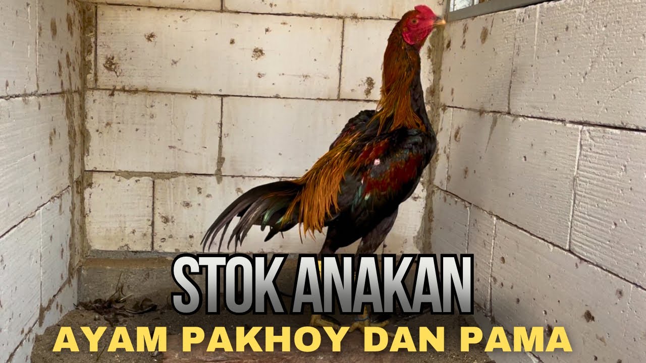 UPDATE TERNAK AYAM PAKHOY DI KANDANG