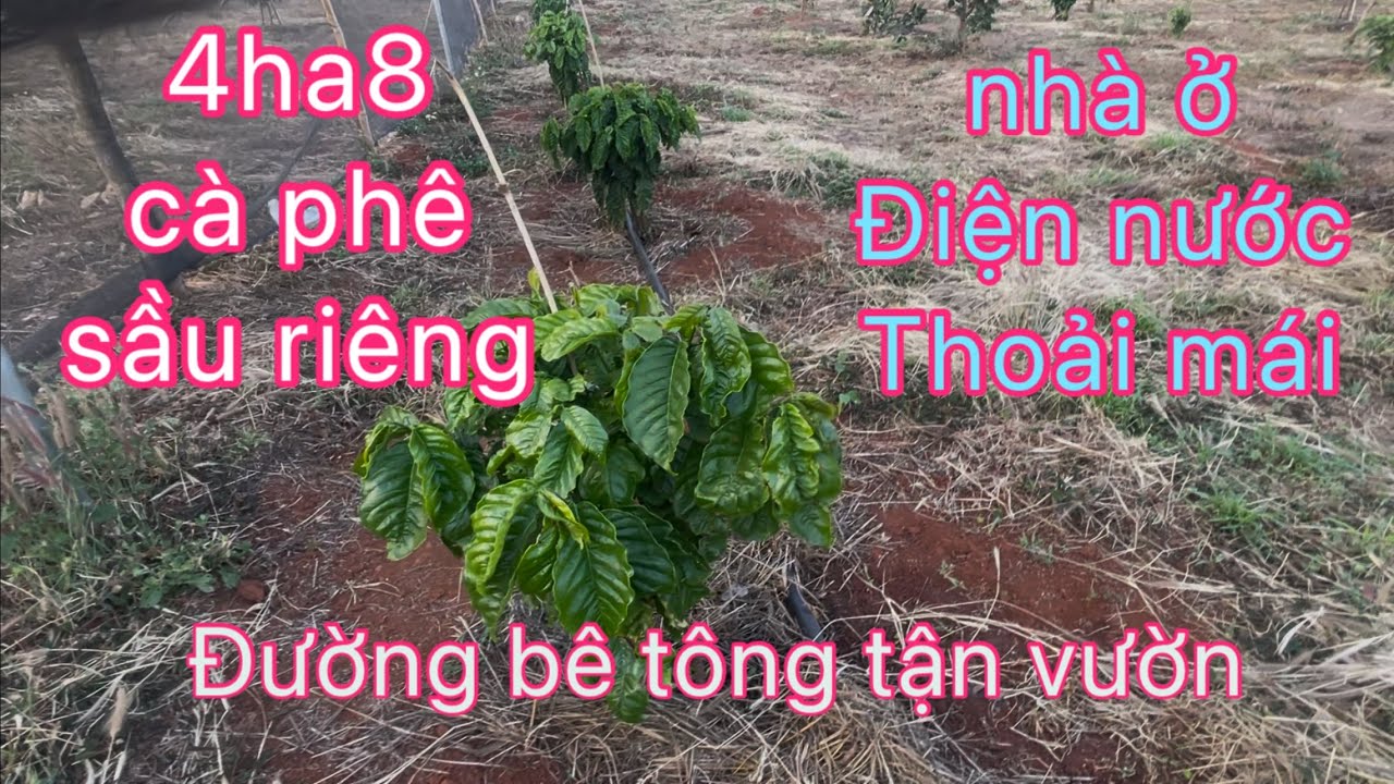 4ha8 cà phê, sầu riêng mới trồng. đất đỏ 3zan  ngay khu trung tâm nhà ở điện nước đầy đủ