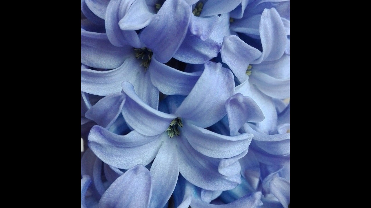 blue hyacinth