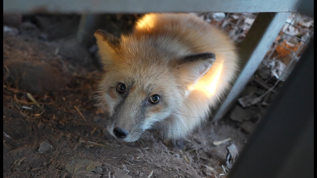 Rescuing two pet surrender foxes (with mange?)