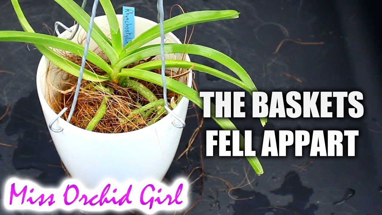 Vanda Orchids in (NOT) semi hydroponics