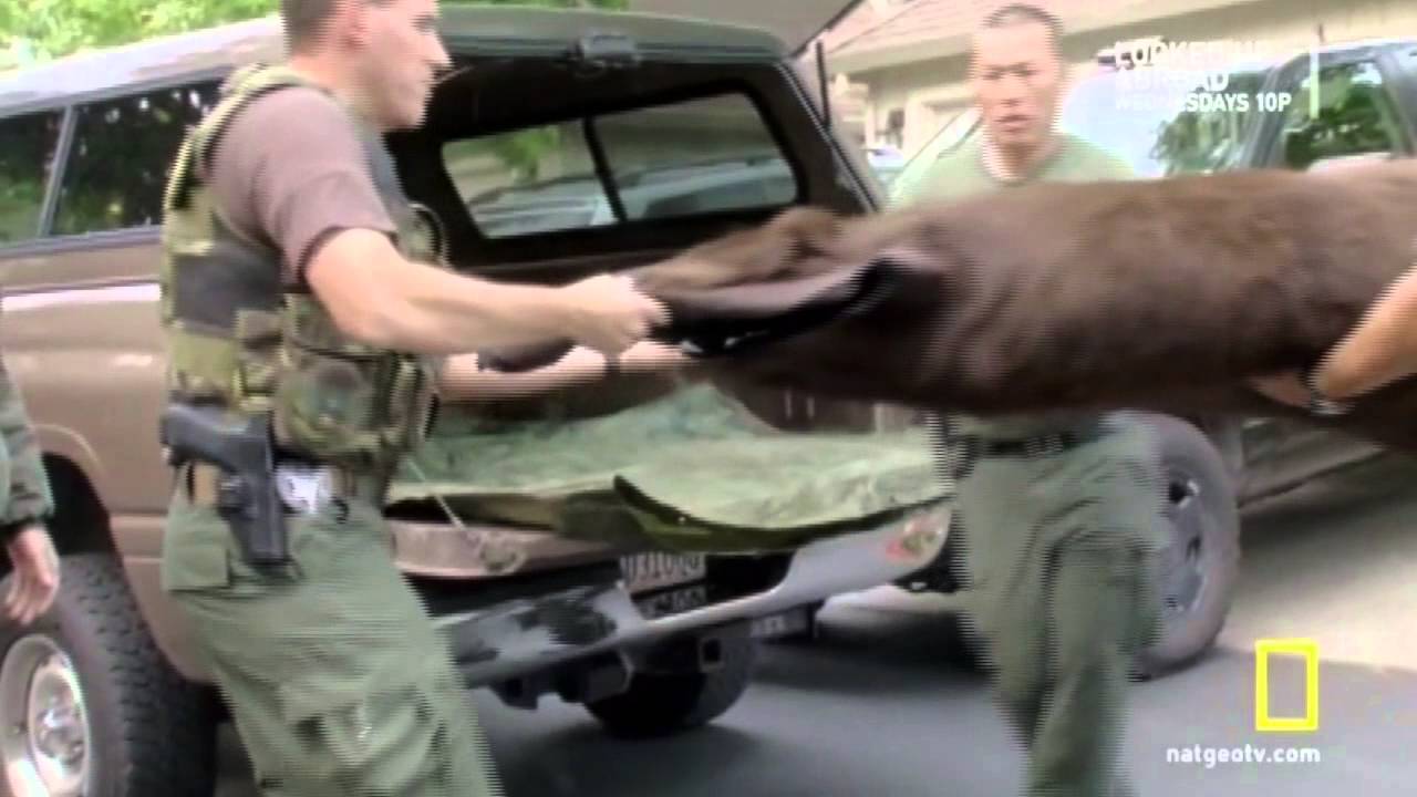Wild Justice ~ Felony Friday - Undercover Bear Sale