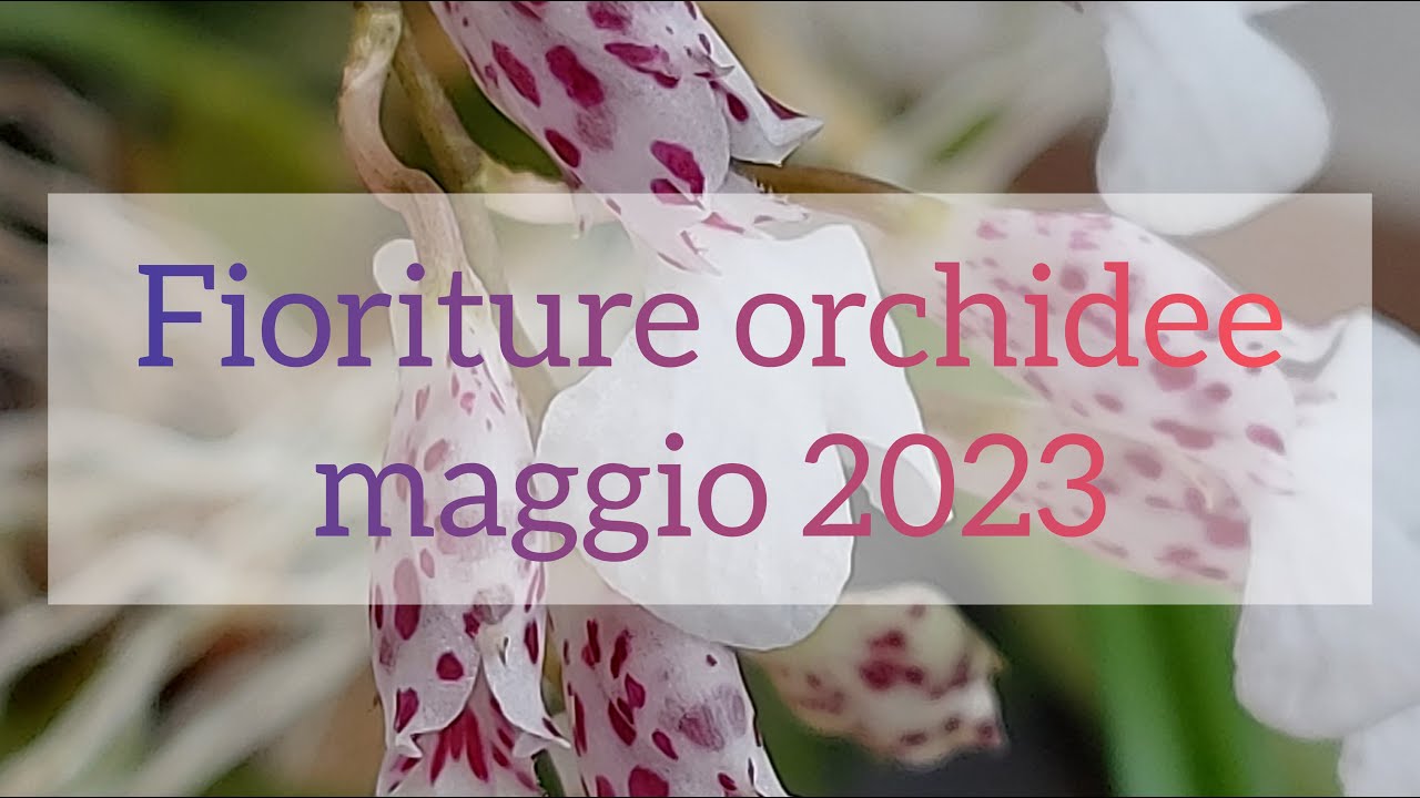 Fioriture orchidee maggio 2023