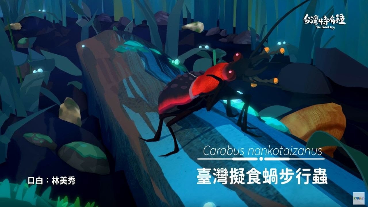 《擬食蝸步行蟲》｜ #台灣特有種 2 ｜配音 #林美秀
