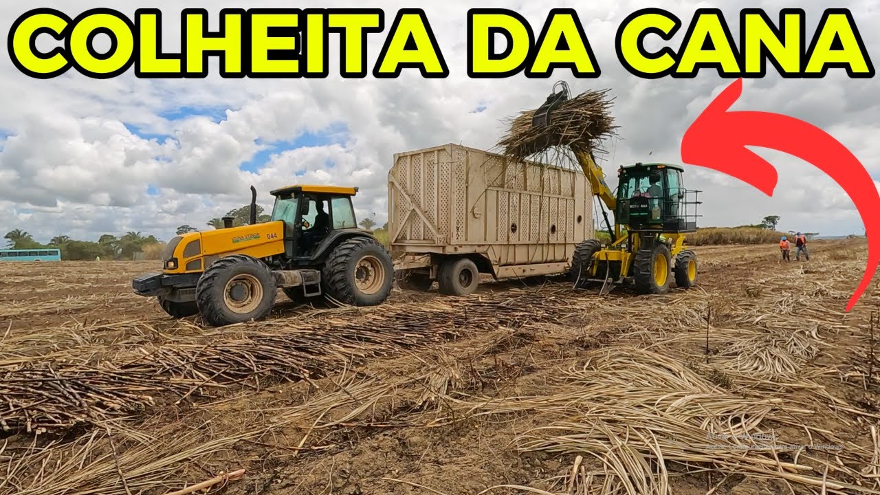 COLHEITA DA CANA NA USINA UTINGA LEÃO | Rio Largo - AL