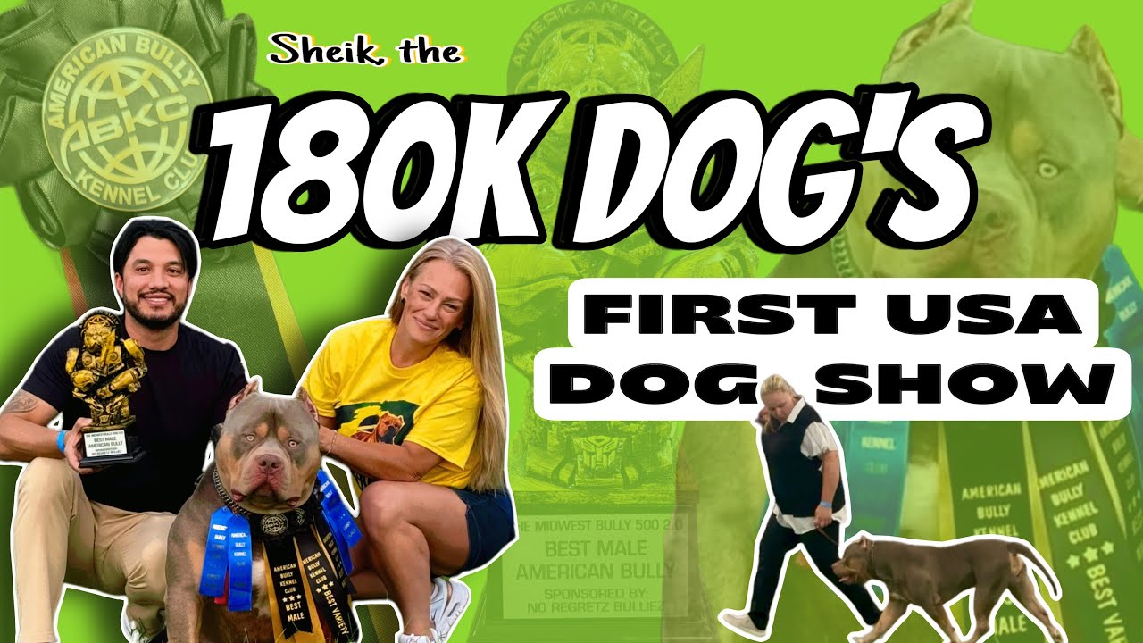 SHEIK – American Bully Superstar’s First ABKC Show | Making History