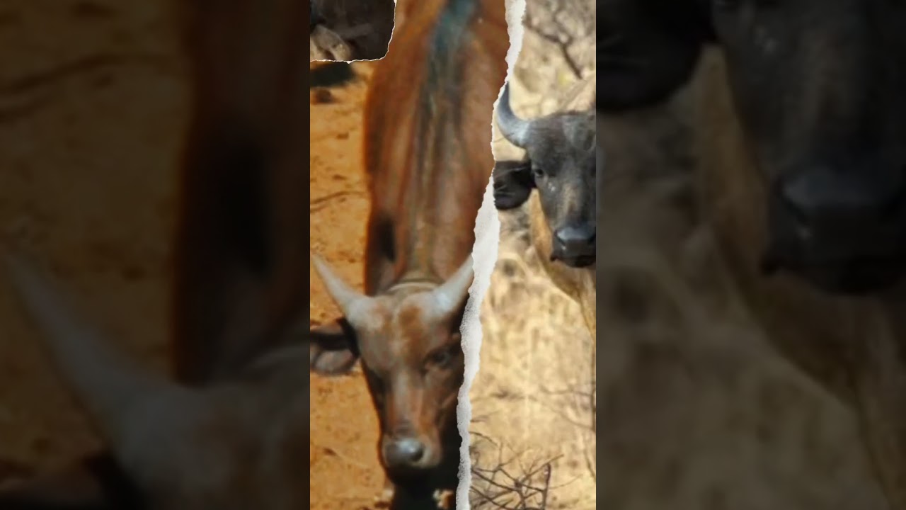 Time Lapse |CAPE BUFFALO| Animals Grow Up - I'm a Big Kid Now| Animals Transformation| #shorts