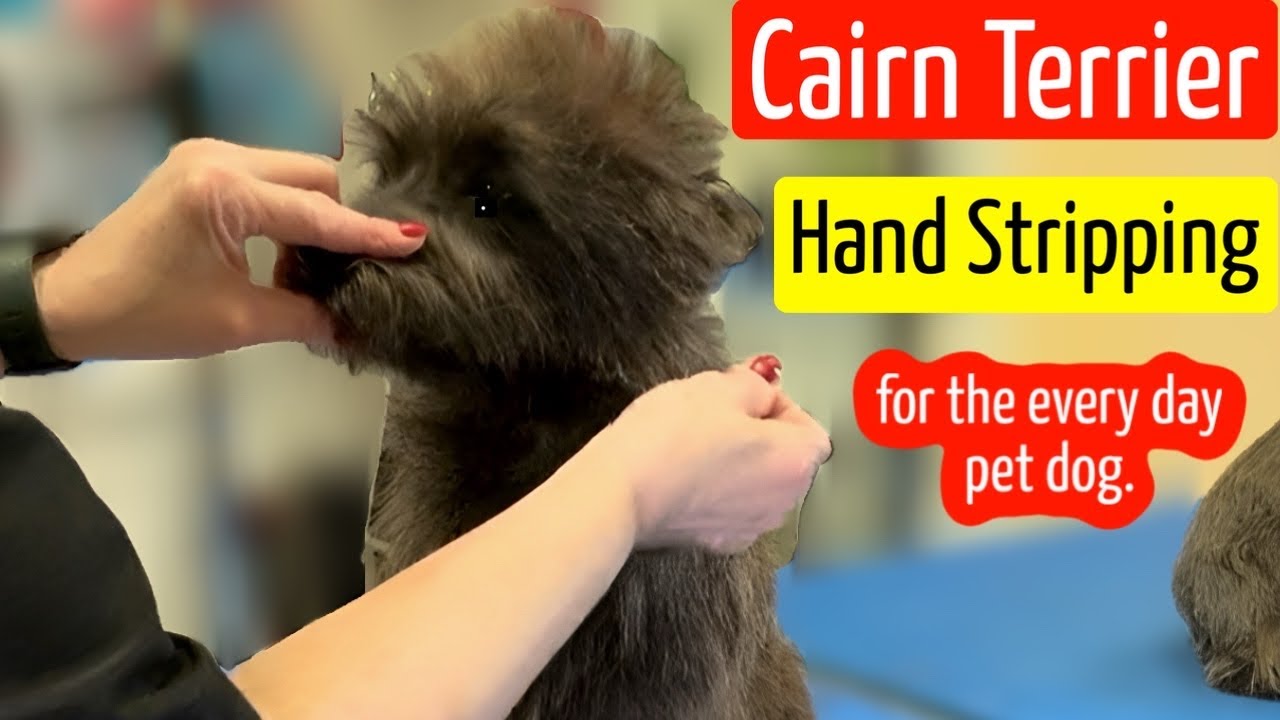 Cairn Terrier Hand Strip