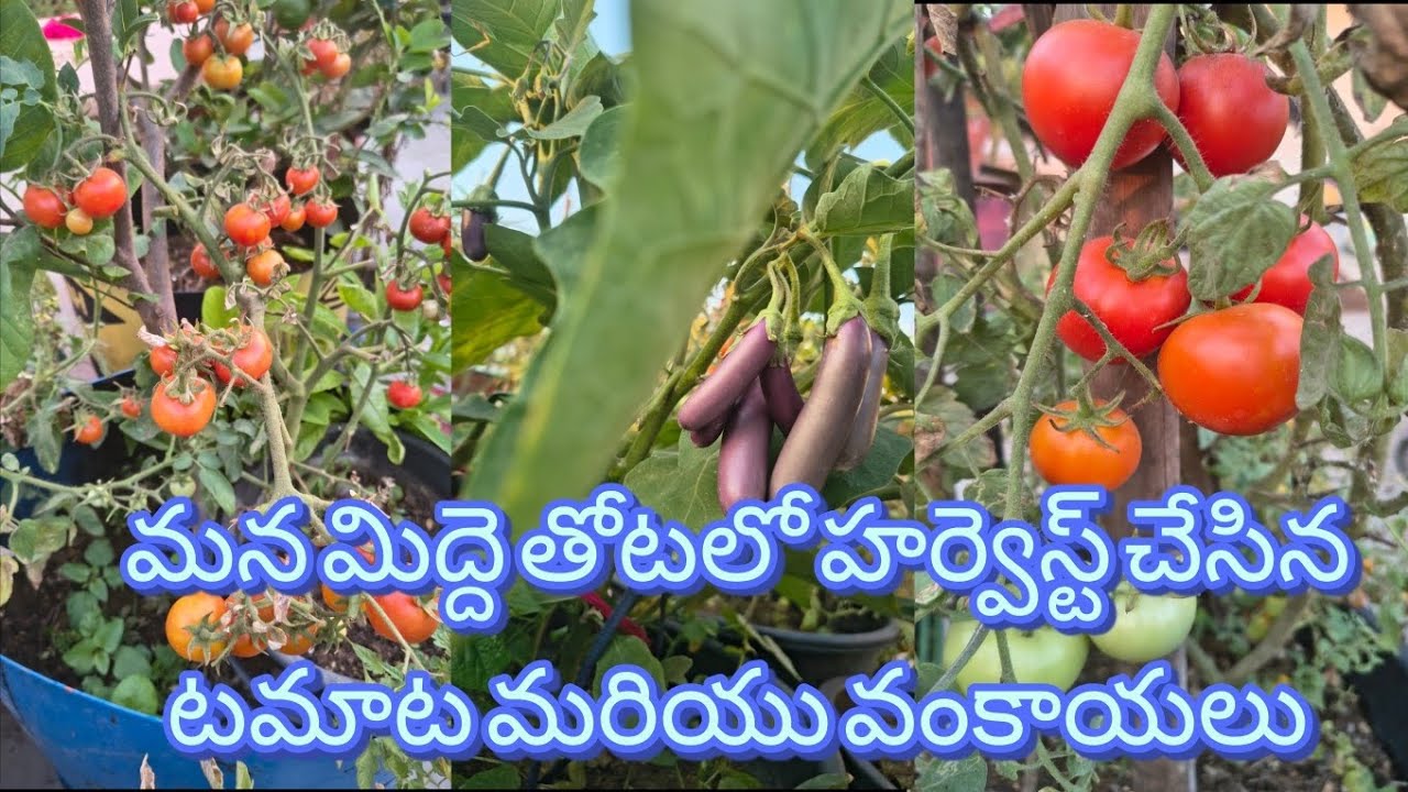 #karunyayoutubechannel#terracegardenharvest#harvestingtomotoesandbrinjal
