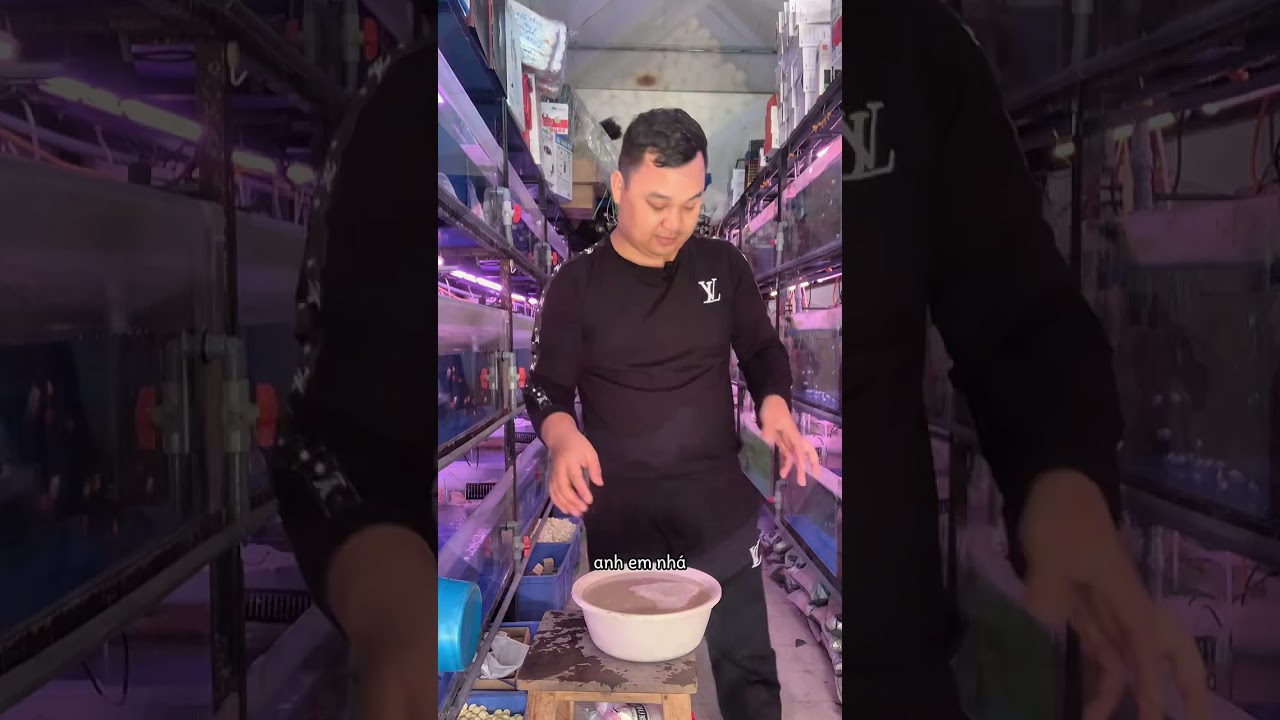 hướng dẫn cách hoàn nguyên purigen