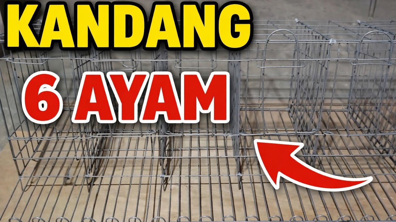 Cara Membuat Kandang Ayam Petelur 6 Ekor Sederhana | Cocok untuk Ternak Rumahan