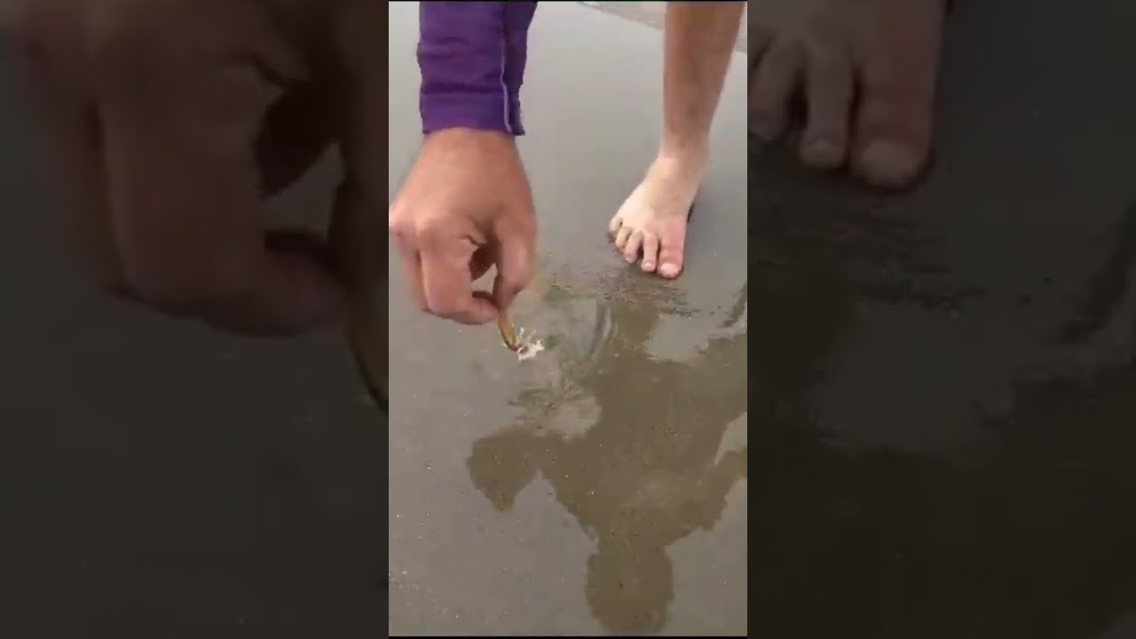 Saca corrupto turbinado. Fa&ccedil;a vc o seu, v&iacute;deo completo passo a passo no canal. #isca #pesca #peixe