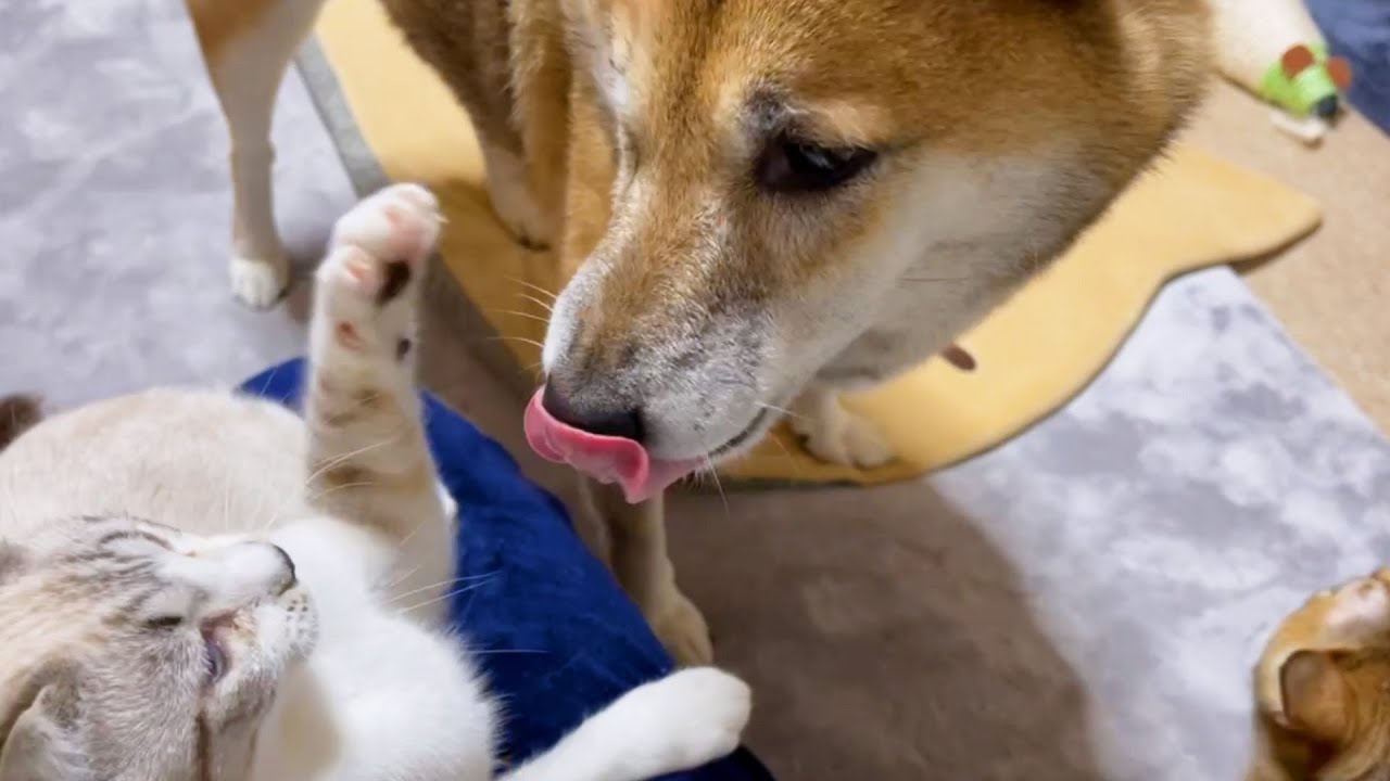 子猫に優しい柴犬パパ💕