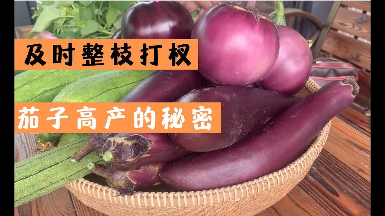 种茄子第一次整枝打杈要及时，方法做对产量翻倍，茄子多到吃不完。