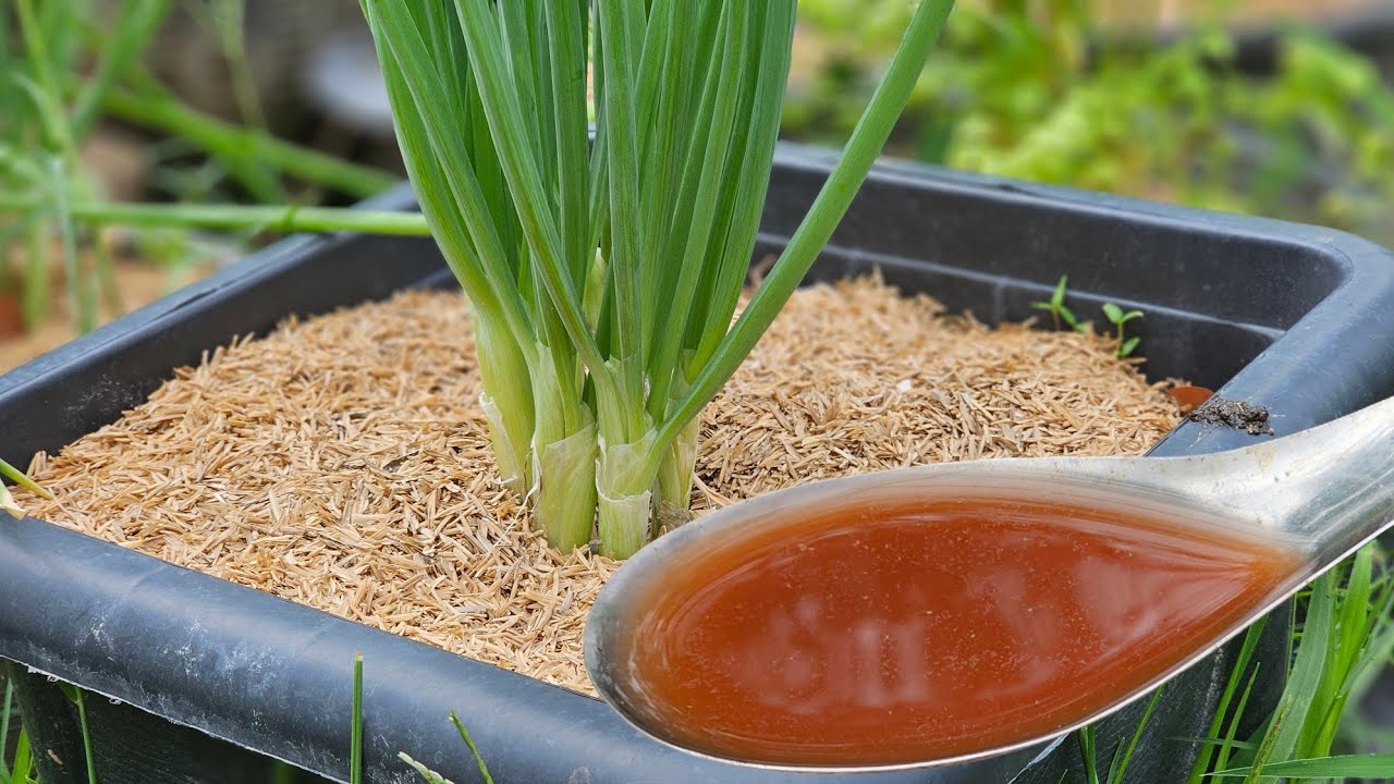 วิธีปลูกต้นหอม! โตไวเก็บกินได้ใน 1 เดือน แค่ผสมด้วยสิ่งนี้