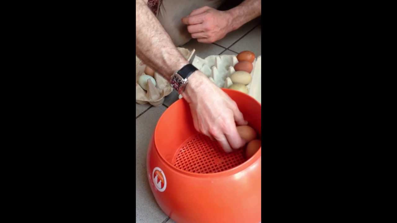 Haustierprojekt der Tabalugas