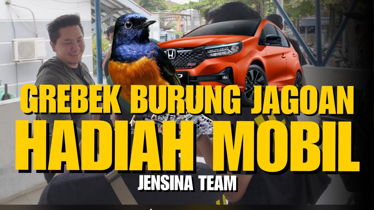 GREBEK BURUNG JAGOAN HADIAH MOBIL | MAMPIR KE BASECAMP @JensinaTeam | D'HUANG AVIARY | MURAI BATU