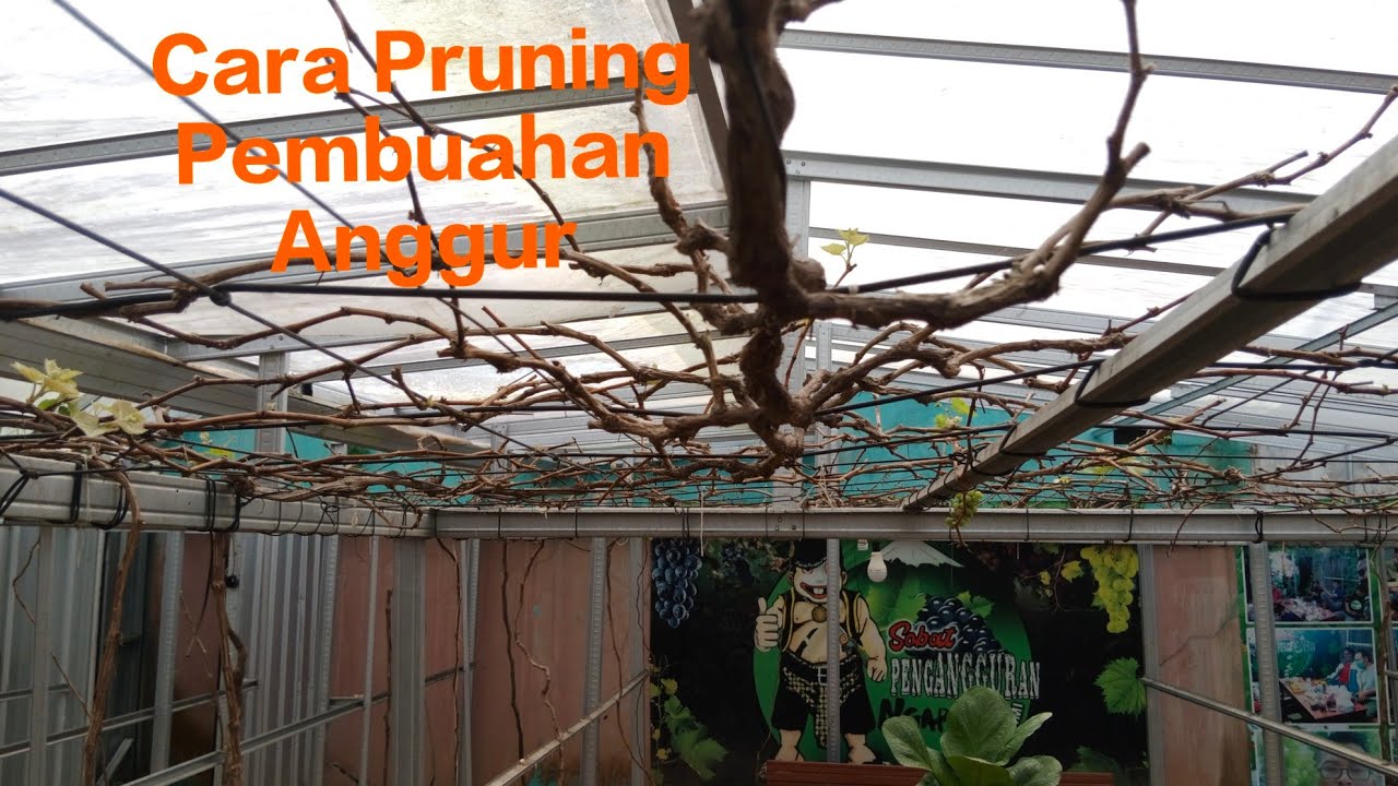 PRUNING PEMBUAHAN ANGGUR‼️Pangkas total Untuk membuahkan anggur secara serentak⁉️
