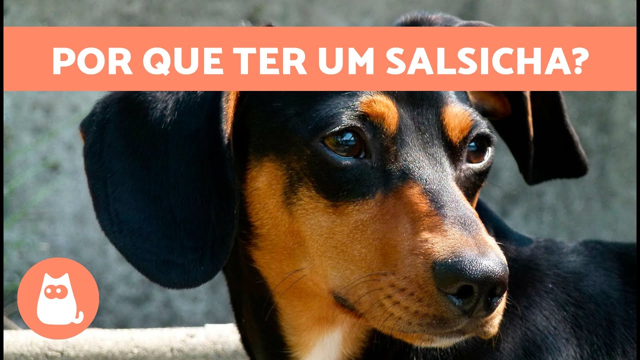 VANTAGENS de ter uma CÃO SALSICHA 🐶✅ (10 principais motivos)