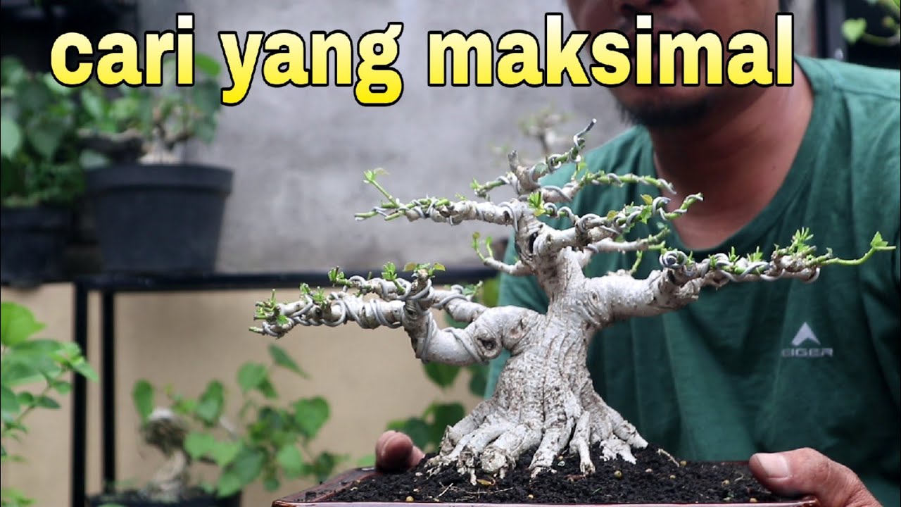 Memilih Pohon Untuk Lomba Bonsai