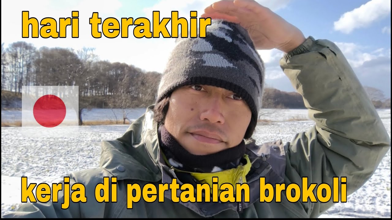 HARI TERAKHIR KERJA DI PERTANIAN BROKOLI JEPANG
