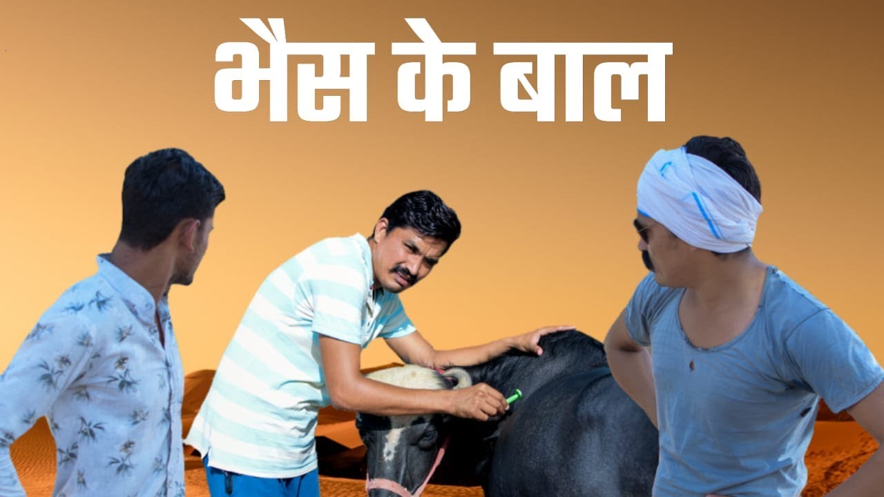 भैंस के बाल नया एपिसोड 38 LICHU MARWADI