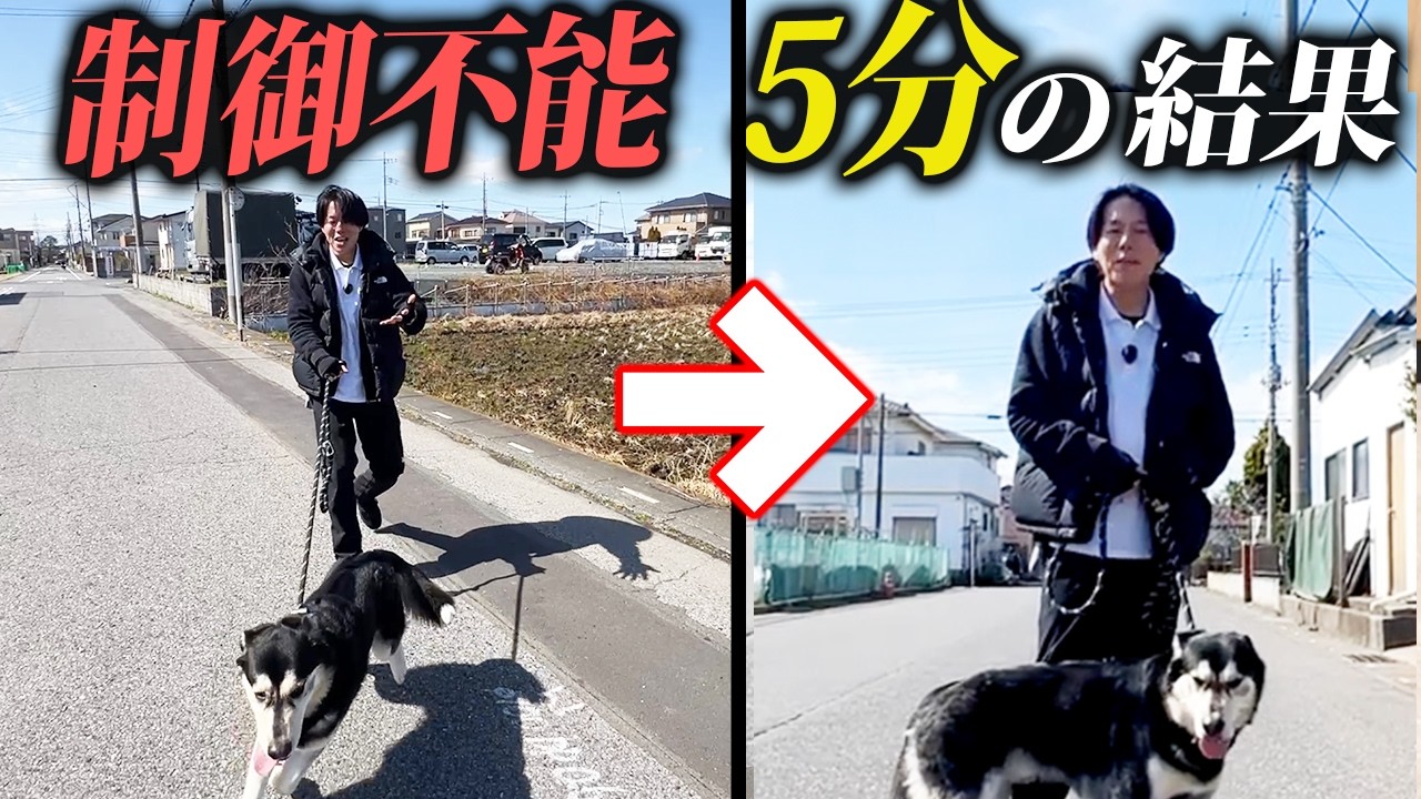 【実演】ひっぱりと興奮がヤバい大型犬は5分でどこまで変わるのか？|警察犬ドッグトレーナー本気の実演