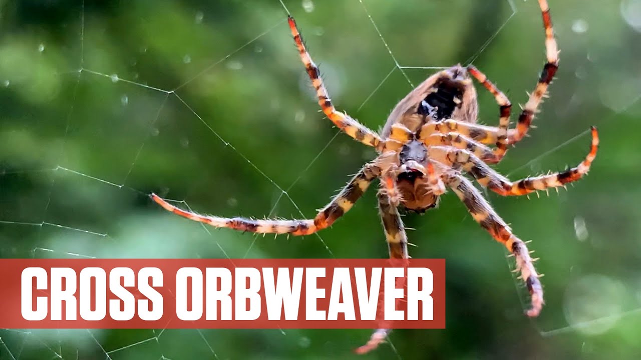Крестовик-кругопряд Araneus diadematus