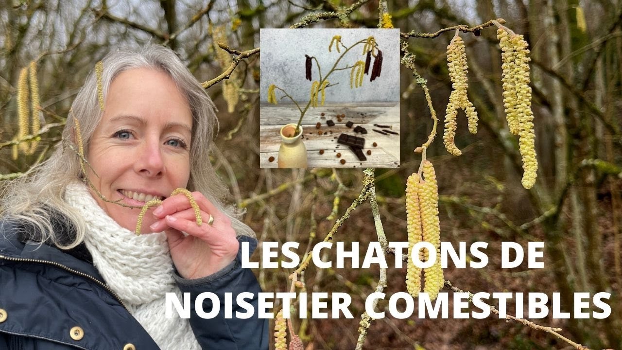 Chatons de noisetier comestibles