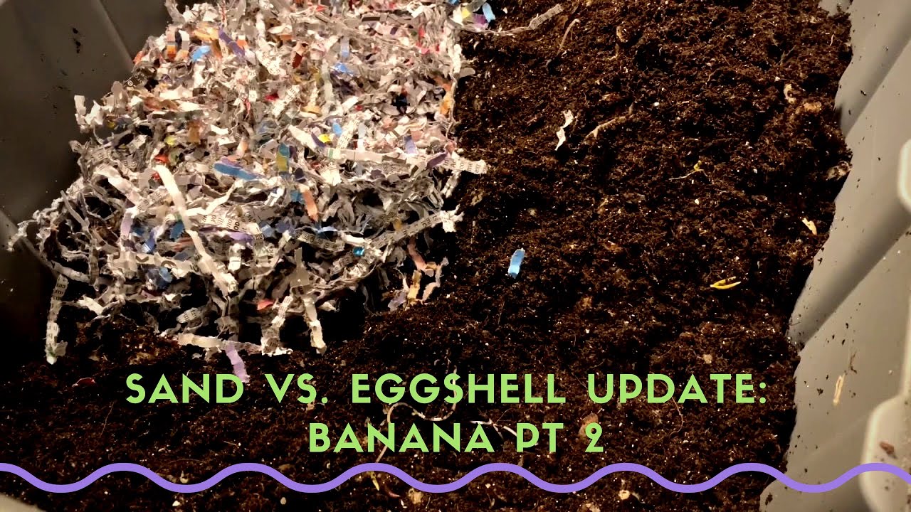 Sand vs. Eggshell Update: #redwigglers Reproduction