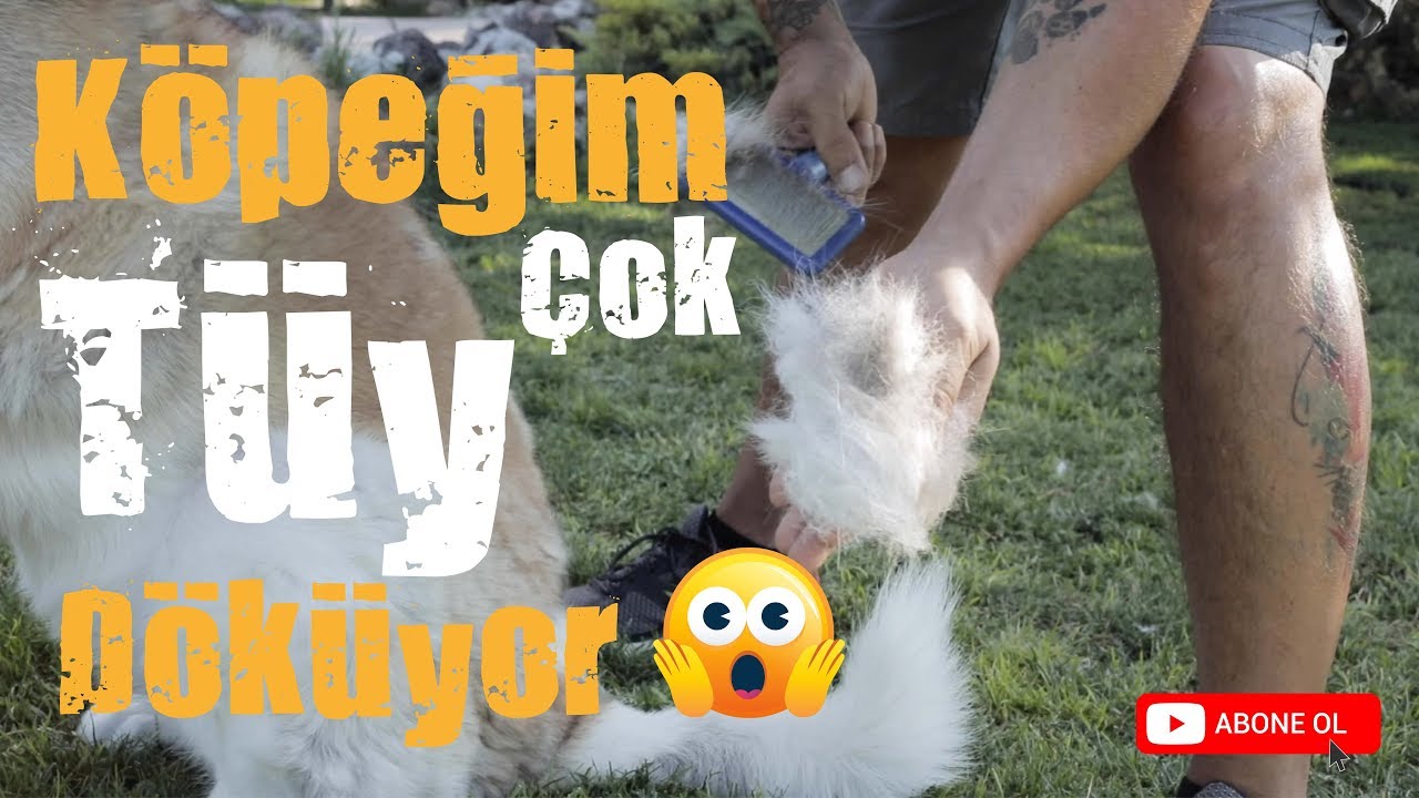 Köpeğim Çok Tüy Döküyor :(