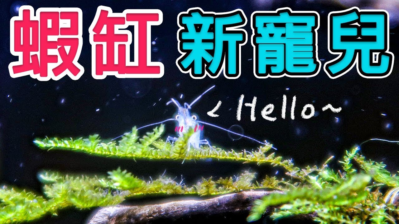 【分享】蝦缸新朋友│紅戟槍蝦│除藻新夥伴│對水＆對溫│Alpheid shrimps│shrimp