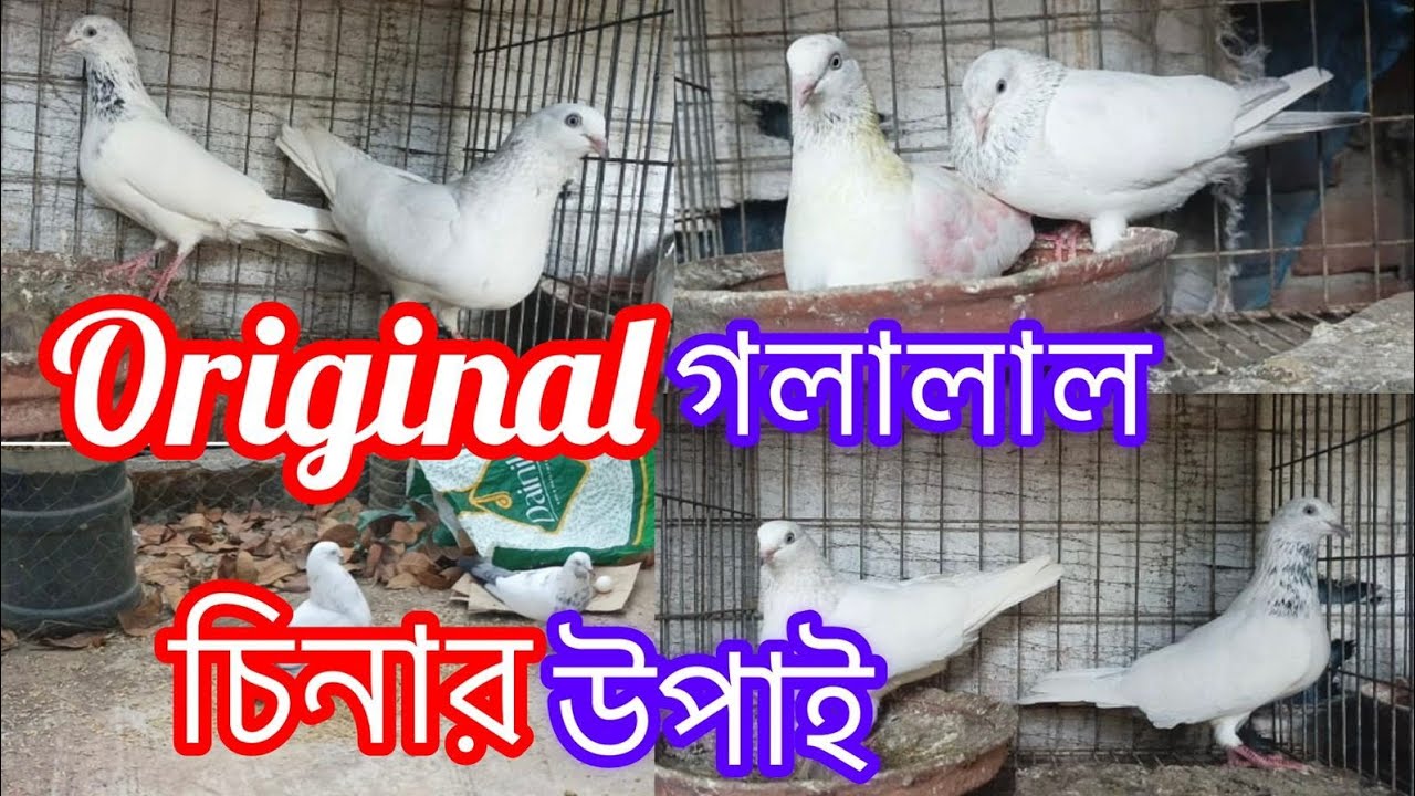 গলালাল কবুতর চেনার উপায় || highflying Old blood line pigeons || Khulna pigeons universe 
