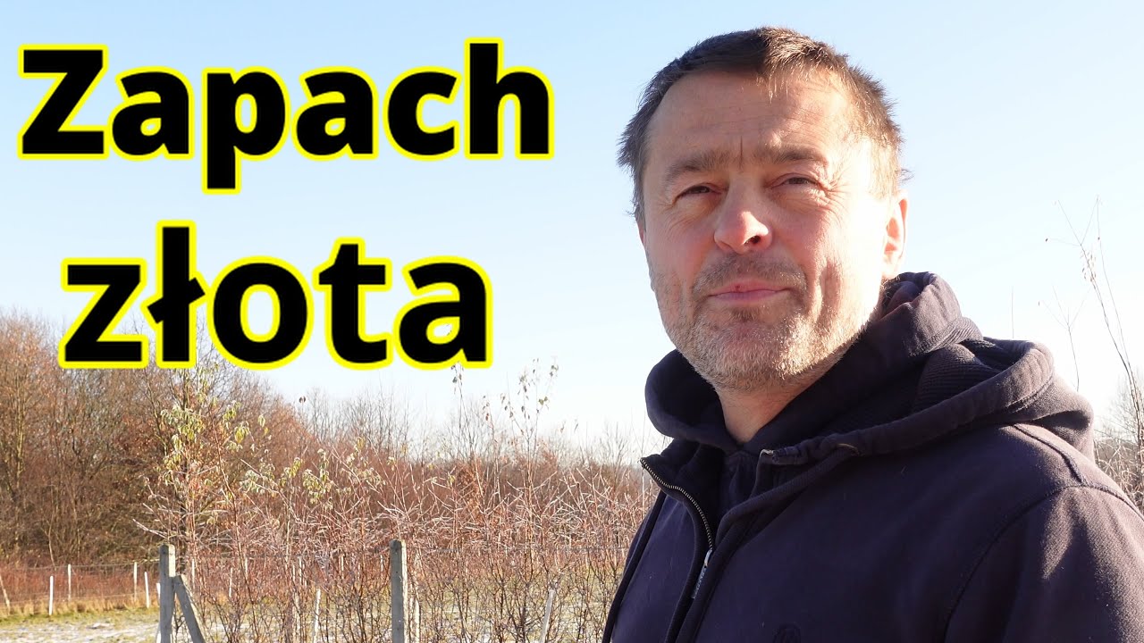 Czarne złoto. Krowi vs kozi obornik – co lepiej działa na trawę?