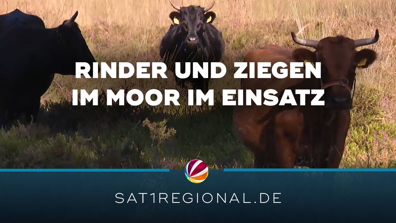 Schnaakenmoor: Rinder und Ziegen helfen bei Landschaftspflege