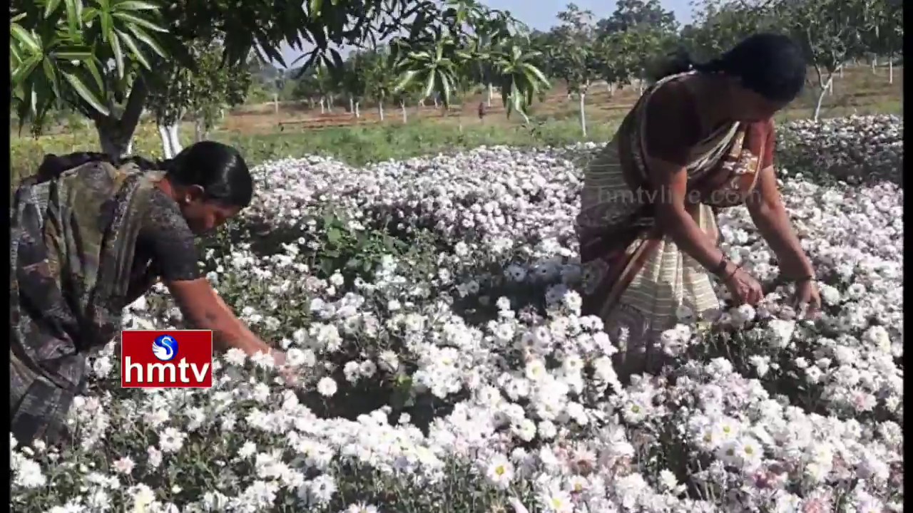Jeevamrutham Benefits | Cattle Feed Supply on Subsidy | Flowers Farming | Nela Talli | HMTV
