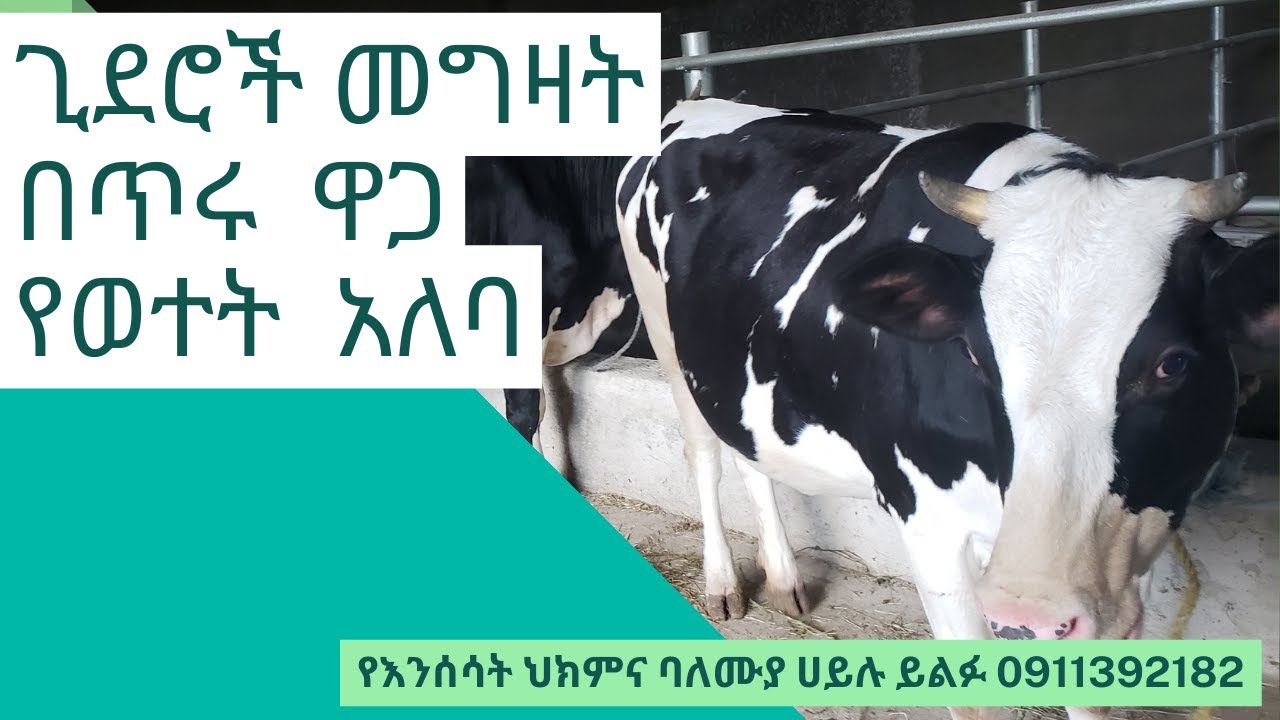 ጊደሮች መግዛትበጥሩ  ዋጋ የወተት  አለባ