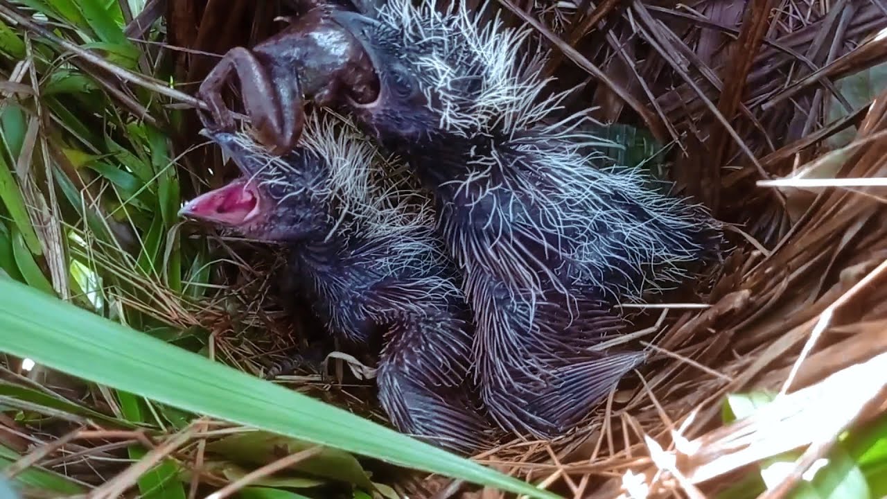 INSECTS, CENTIPEDES, TOADS! The Insane Wild Diet of Baby Coucals!
