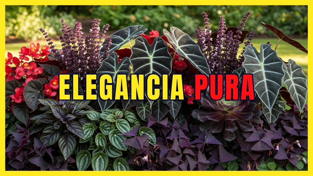 7 Elegantes Plantas de Hojas NEGRAS que no deben faltar en tu Jard&iacute;n