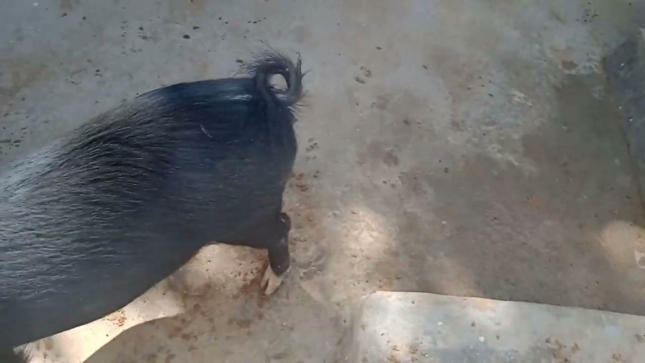 L&G Pig farm lowakera bhailmanda