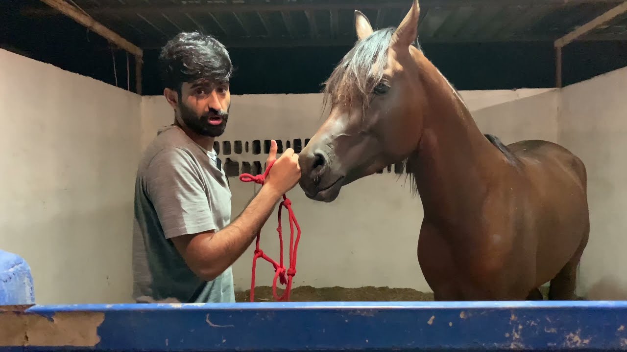 اول تمرين تسويه مع حصانك 🐎