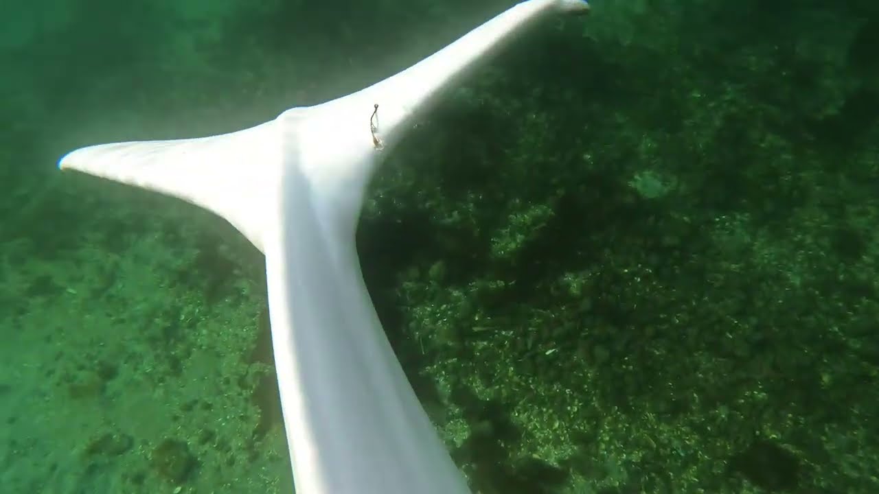 Before hook removal by Team Hvaldimir experts - April 2022 | OneWhale.org