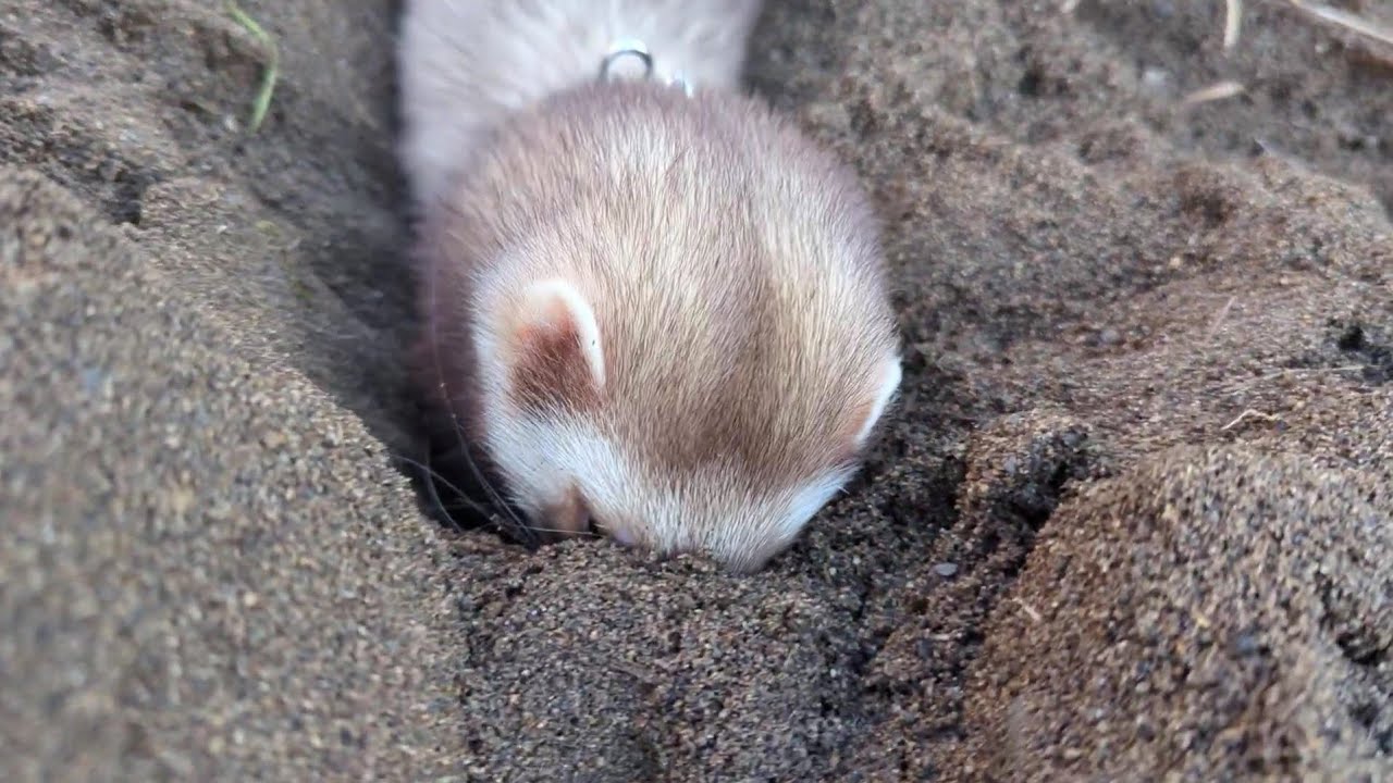 砂場の遊び方が独特過ぎるフェレット　　　Ferret digging a hole