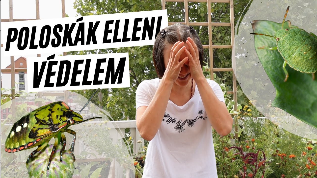 Poloska elleni védekezés🛡️  -  avagy poloska irtás házilag, vegyszermentesen I  Kreatív Farmer