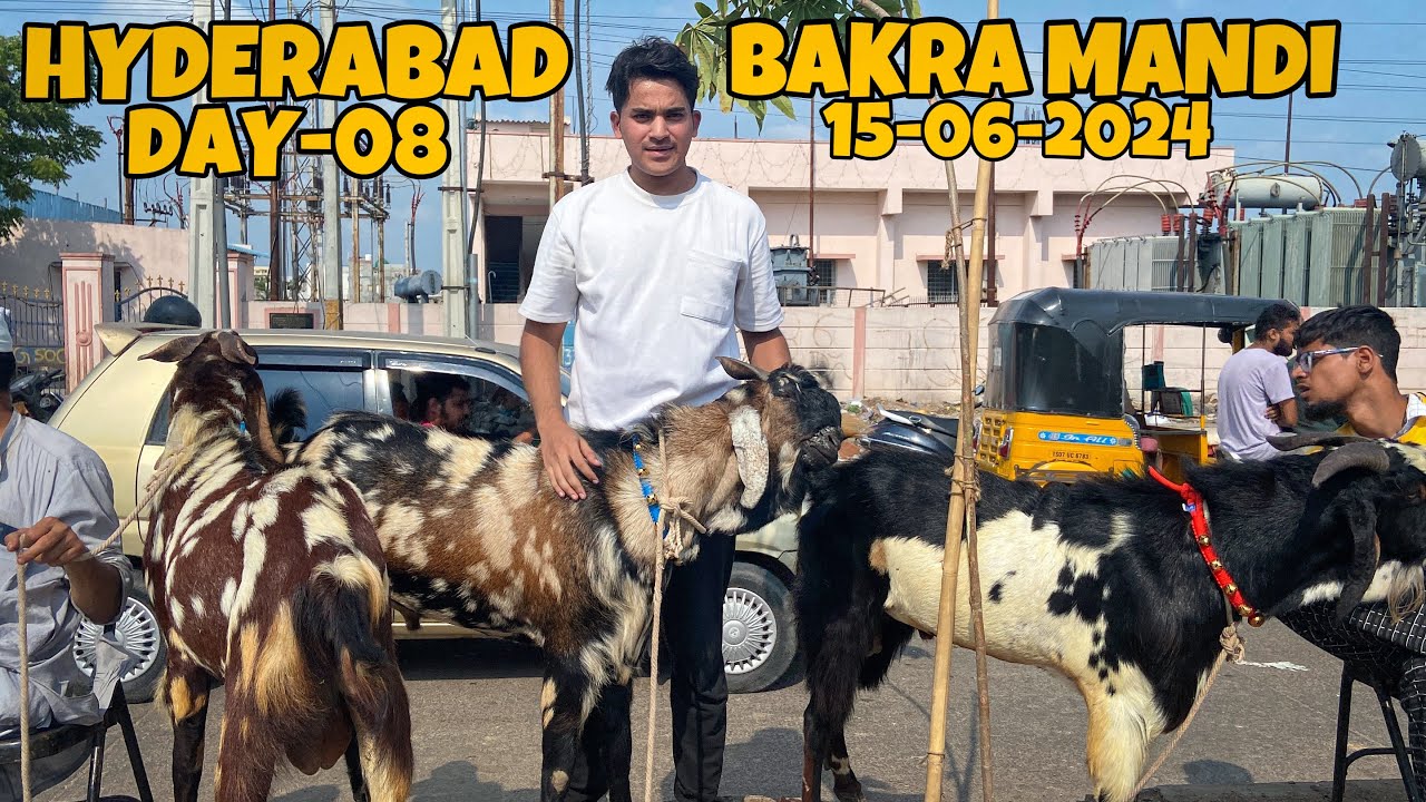 HYDERABAD BAKRA MANDI | JIYAGUDA  15-06-2024| DAY-08 | HYDERABAD JIYAGUDA BAKRA MANDI | Goat Market
